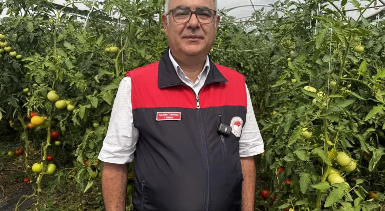 Elazığ'da yaklaşık 320 dekar sera alanında yetişen domateste hasat başladı