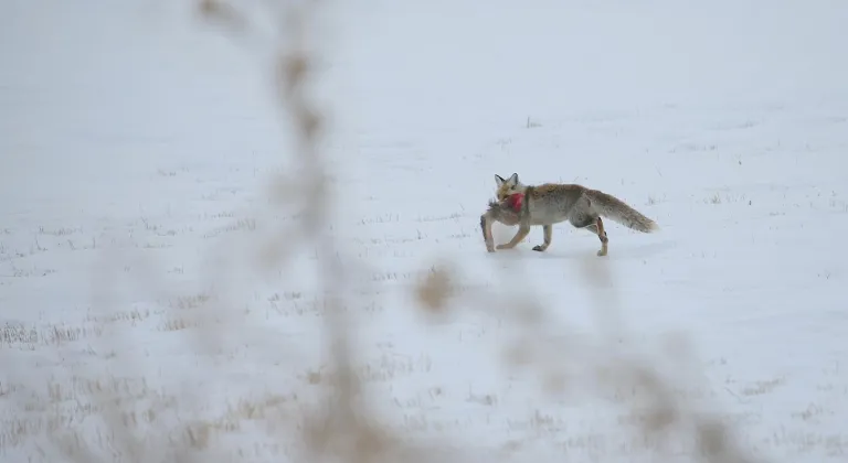 Erzurum, Kars, Ardahan ve Ağrı'da kar yağışı etkili oldu