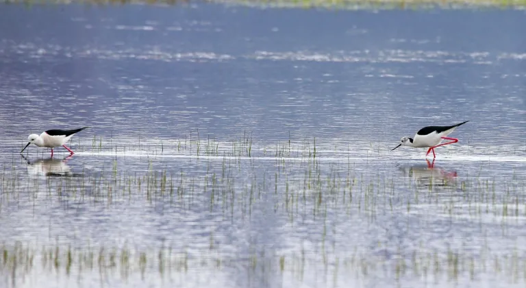 Erzurum'da sulak alanda kuş gözlem etkinliği yapıldı