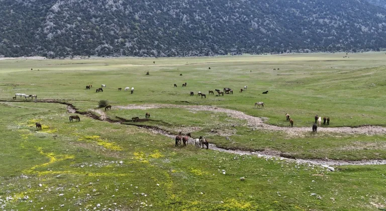 Eynif Ovası'nın yılkı atları dronla görüntülendi
