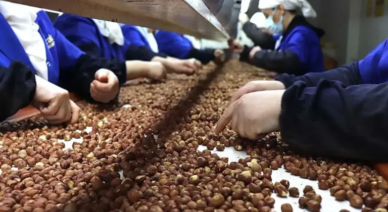 Fındık 'da Almanya'ya rekor ihracat