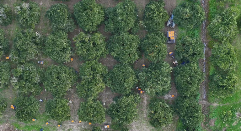 Finike'nin turuncu bahçelerinde portakal hasadı sürüyor