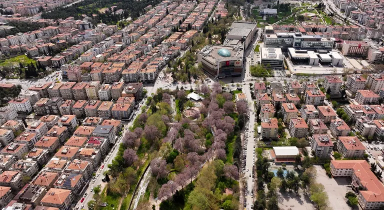 Gaziantep'te çiçek açan pavlonyalar parkları renklendirdi