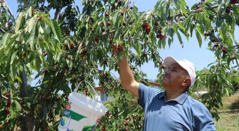 Geçen yıl ürün alamayan Eldivanlı kiraz üreticileri bu sezon verimden memnun
