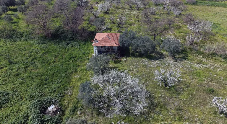 Gediz Ovası'ndaki meyve ağaçları çiçek açtı