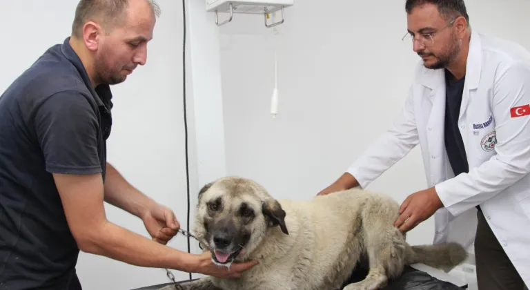 Giresun'da yolda yatan köpeği ezen otomobilin sürücüsü gözaltına alındı