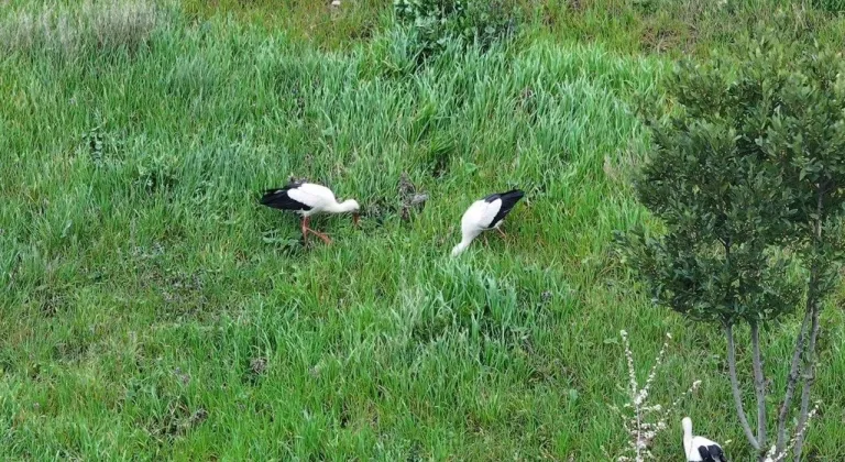 Göç yolundaki leylekler İstanbul'da millet bahçesinde mola verdi