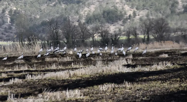 Göç yolundaki turnalar Sinop’taki Cuma Ovası'nda görüntülendi