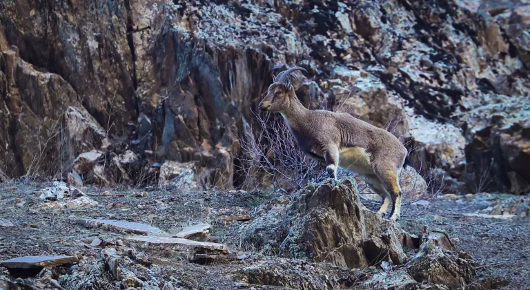 Hakkari'de sürü halinde beslenen yaban keçileri görüntülendi