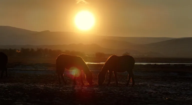 Hürmetçi Sazlığı'ndaki yılkı atları gün batımında dronla görüntülendi