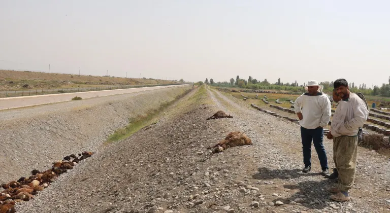 Iğdır'da arı saldırısında birbirini ezerek telef olan koyunlar için inceleme başlatıldı