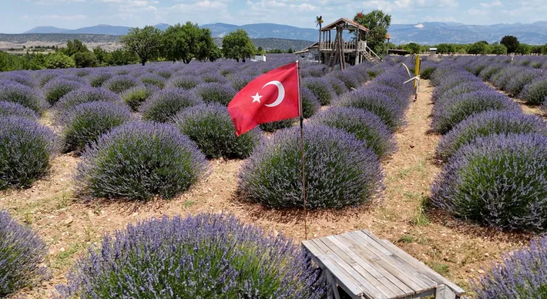 Isparta'da mora bürünen lavanta tarlalarında sezon başladı