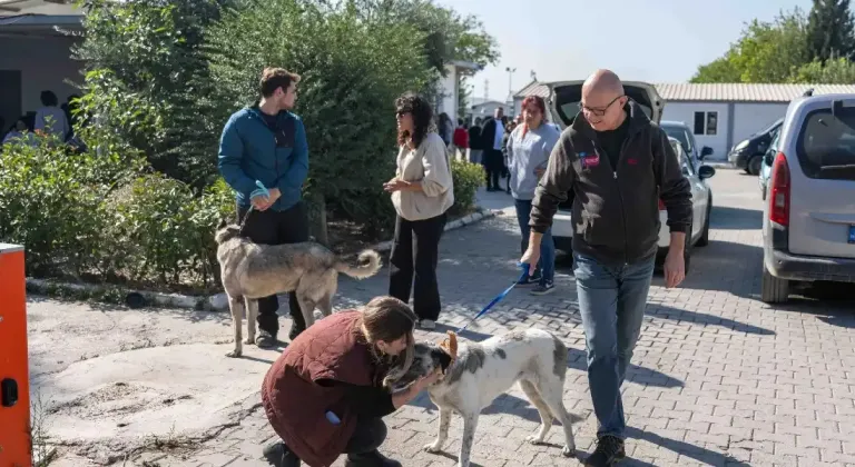 İzmir Bornova'da 83 köpek sahiplendirildi