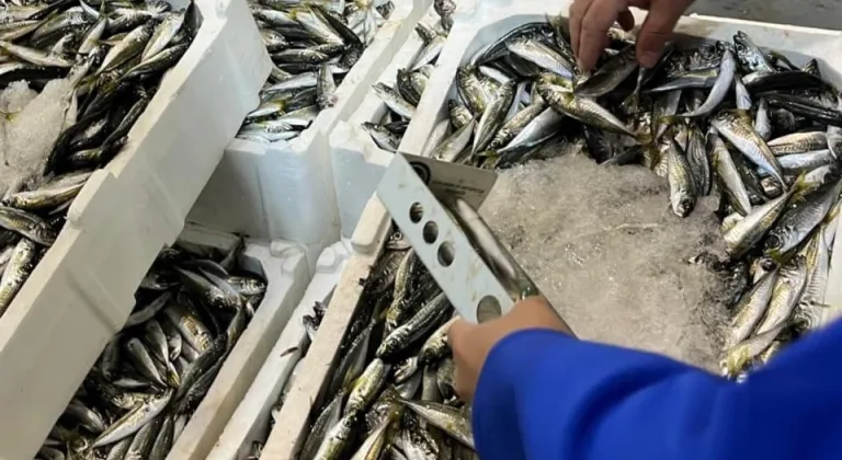 İzmir'de 241 kilogram yasa dışı avlanmış su ürününe el konuldu