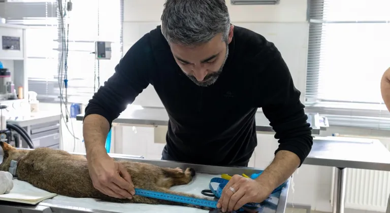 İzmir'de tedavisi tamamlanan saz kedisi doğaya salındı