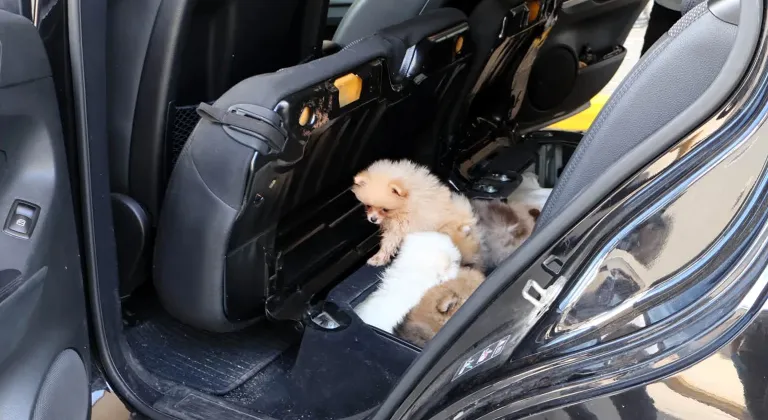 Kapıkule'den Türkiye'ye giriş yapan aracın koltuğunun altına gizlenen yavru köpekler bulundu