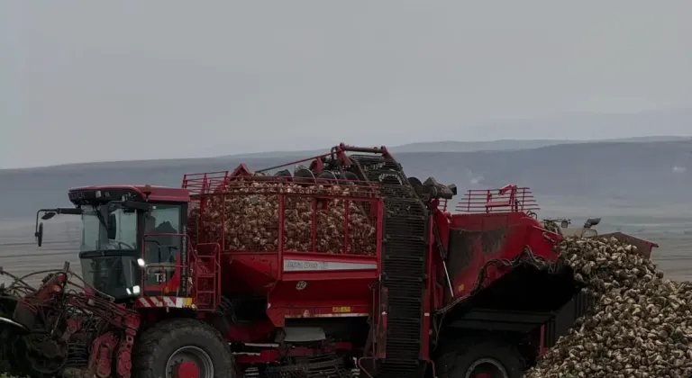 Kars Akyaka'da çiftçiler şeker pancarı başladı