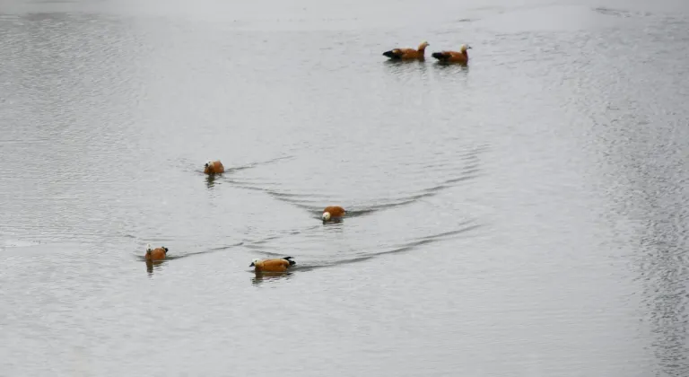 Kars'ın bazı bölgelerinde doğa canlanmaya başladı
