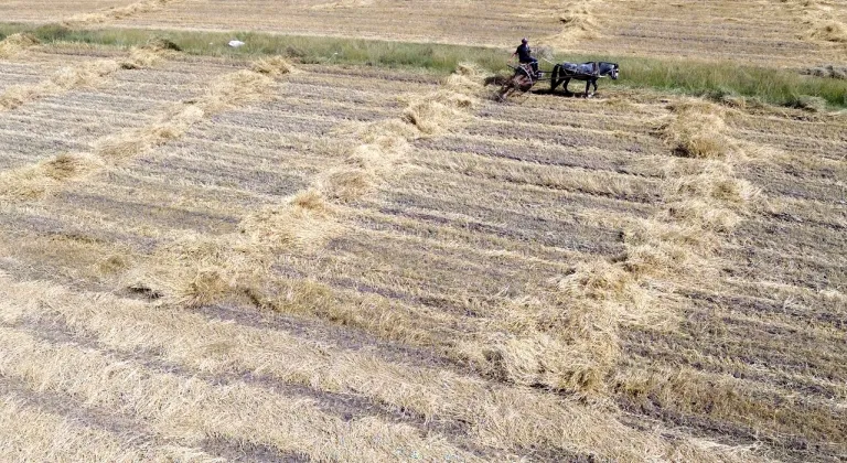 Kars'ta arpa hasadı başladı