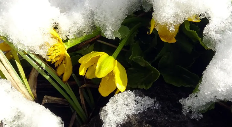 Kars'ta baharda çiçekler kar altında kaldı