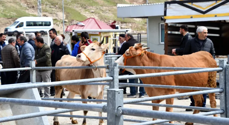 Kars'ta canlı hayvan pazarlarındaki hareketlilik artmaya başladı