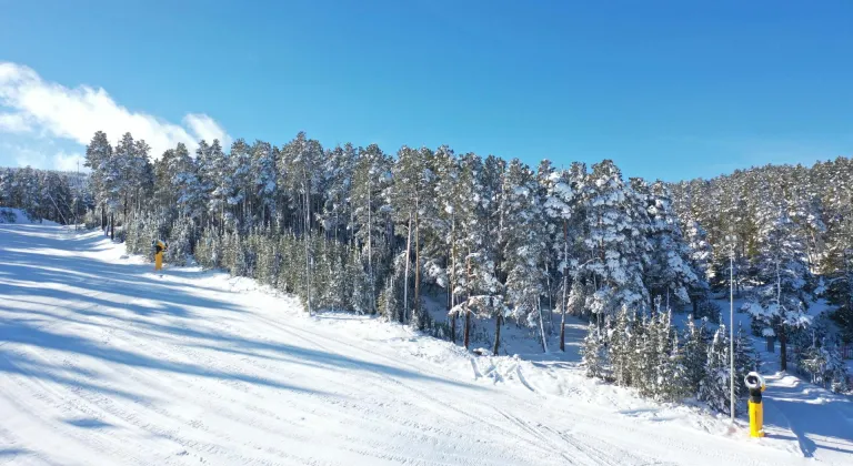 Kars'ta etkili olan kar yağışı sarıçam ormanlarını beyaza bürüdü