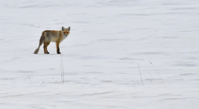 Kars'ta karlı arazide yiyecek arayan yaban hayvanları görüntülendi