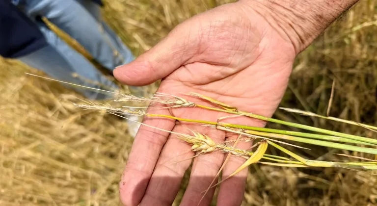 Kars'ta sel ve dolundan etkilenen köylerdeki arazilerde hasar tespiti yapılıyor