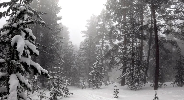 Kars’ta sis etkili oldu