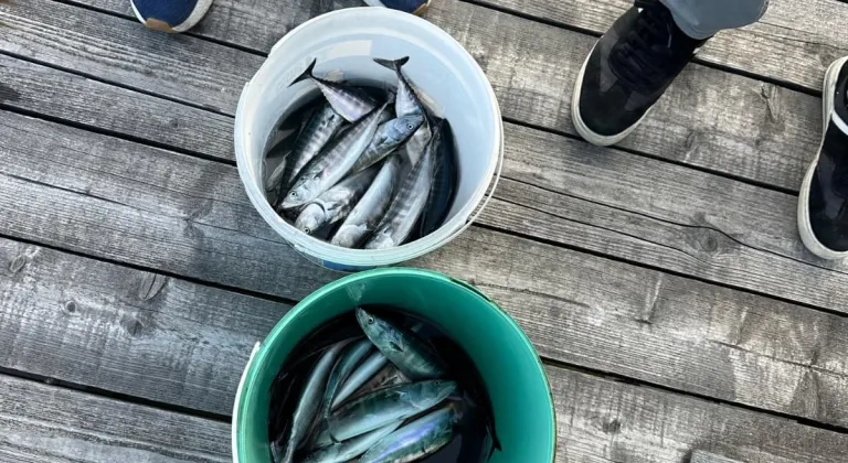Kastamonu'da sezonundan önce yapılan palamut avcılığına 80 bin lira ceza