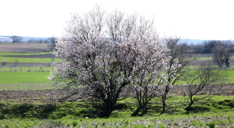 Kırklareli'nde badem ağaçları çiçek açtı