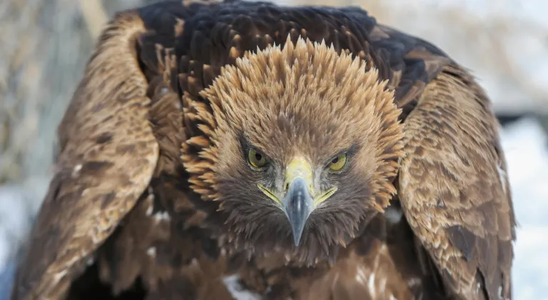 Kışın zorlu şartlarına dayanamayan yaban hayvanları Van'daki merkezde misafir ediliyor