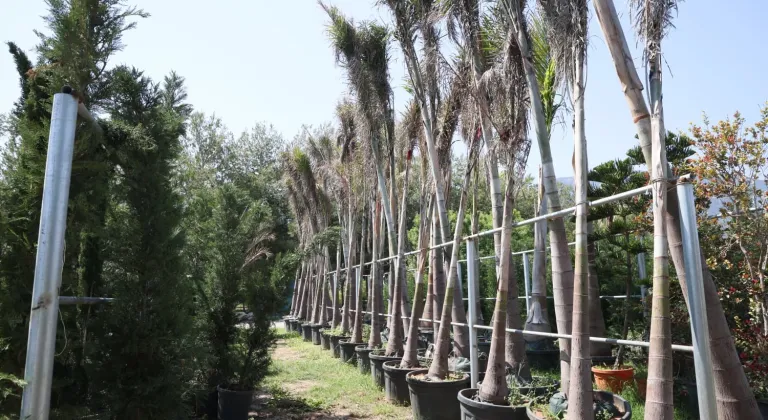 KKTC'de daha önce ithal edilen süs bitkileri artık yerli imkanlarla üretiliyor