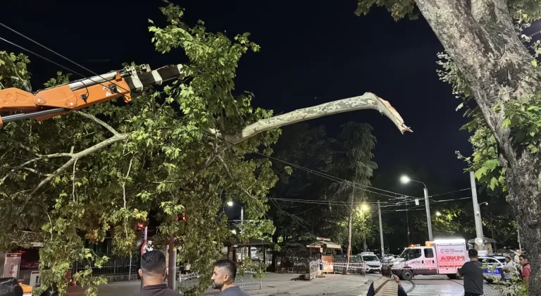 Kocaeli'de çınar ağacının kopan dalı tramvay seferlerinin aksamasına neden oldu