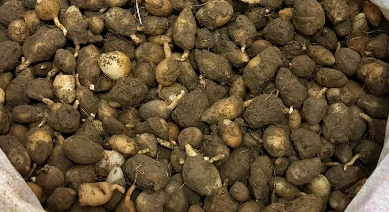 Kocaeli'de izinsiz salep orkidesi toplayan kişiye 699 bin lira ceza