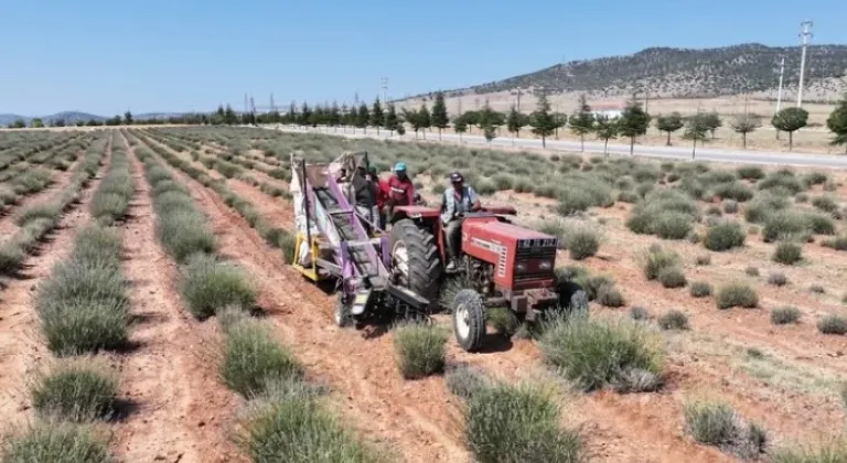 Konya Büyükşehir Desteğiyle Güneysınır’da Lavanta Hasadı Gerçekleştirildi








