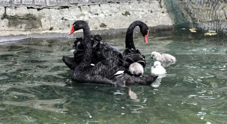 Kuğulu Park'ta yavru heyecanı