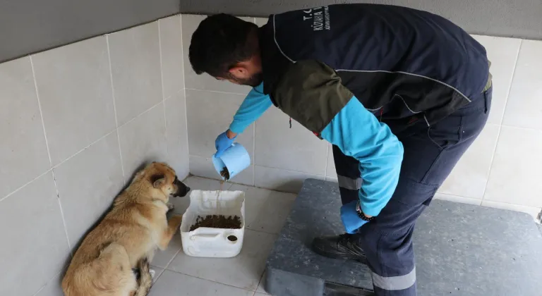 Kütahya'da sahiplendikleri köpekleri sokağa bırakanlara para cezası uygulandı
