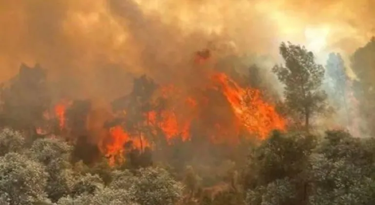 Manisa Yunusemre'deki orman yangını kontrol altına alındı