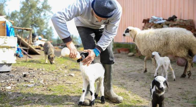 Manisa'da bir koyun beşiz yavruladı