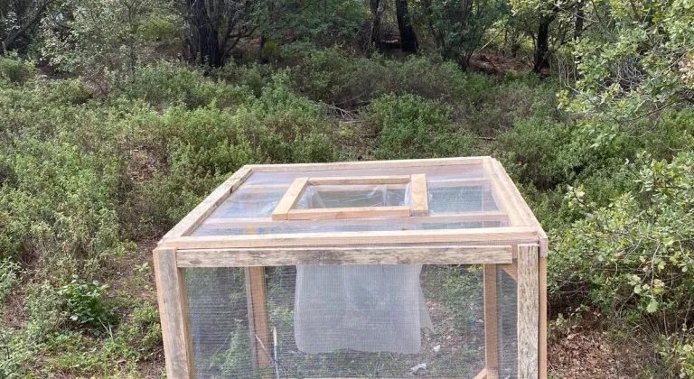 Marmaris'te çam kese böceğiyle kafes yöntemiyle mücadele ediliyor