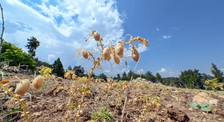 Mersin Büyükşehir’den Atalık Tohumları Geleceğe Aktarma Projesi 