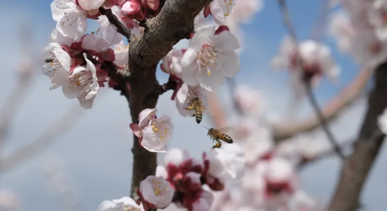 Mersin'de kayısı ağaçları çiçeklendi