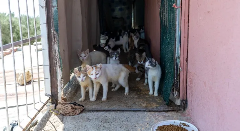 Mersin'de kötü koku yaydığı ihbarı yapılan ikametten yaklaşık 100 kedi çıktı