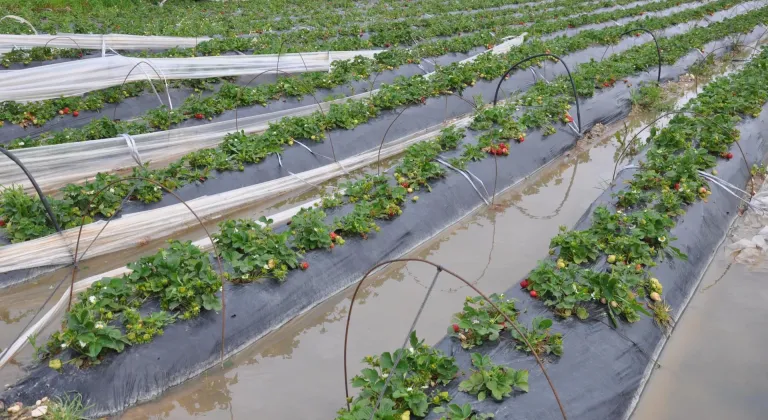 Mersin'de şiddetli rüzgar ve dolu nedeniyle 150 dönüm sera zarar gördü