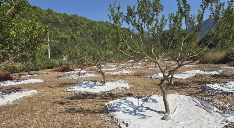 Manşet Resmi
