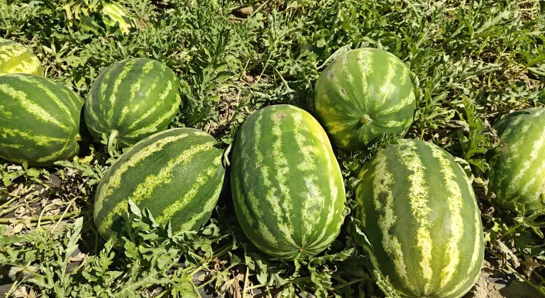 Muş Ovası'nda karpuz hasadı başladı