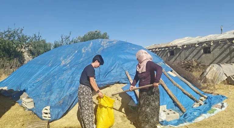 Muşlu genç atlet, köyde koyun sağıyor, pistte madalya topluyor