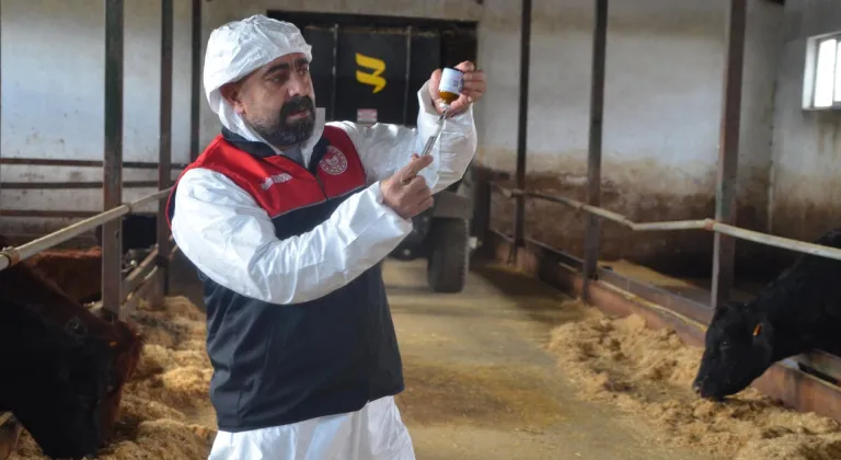 Muş'ta şap hastalığına karşı ilkbahar dönemi aşılama çalışmaları başladı