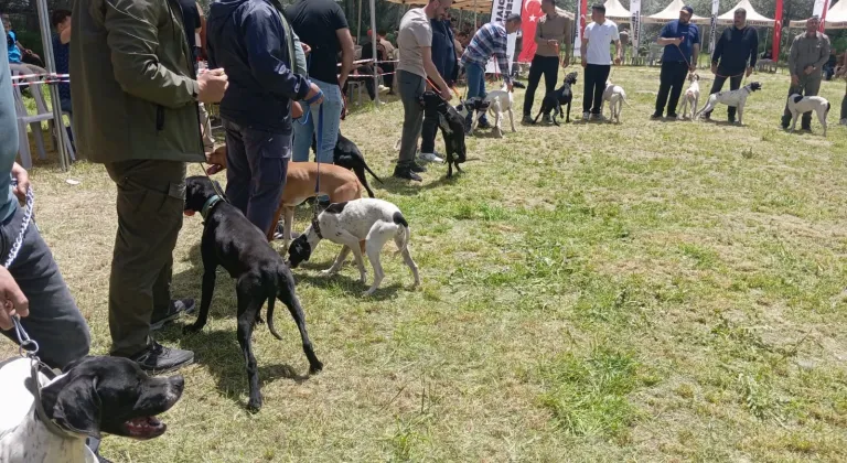 Nevşehir'de "Avcı Köpeği ve Irk Standartları Yarışması" yapıldı
